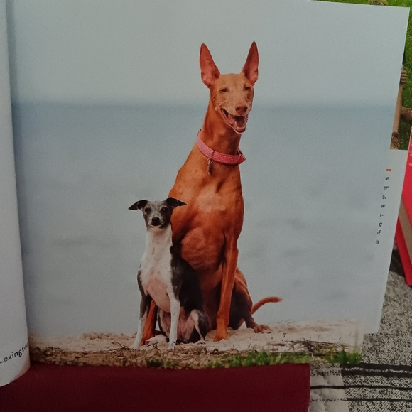 Big Dog, Little Dog Book - Picture 3 of 10
